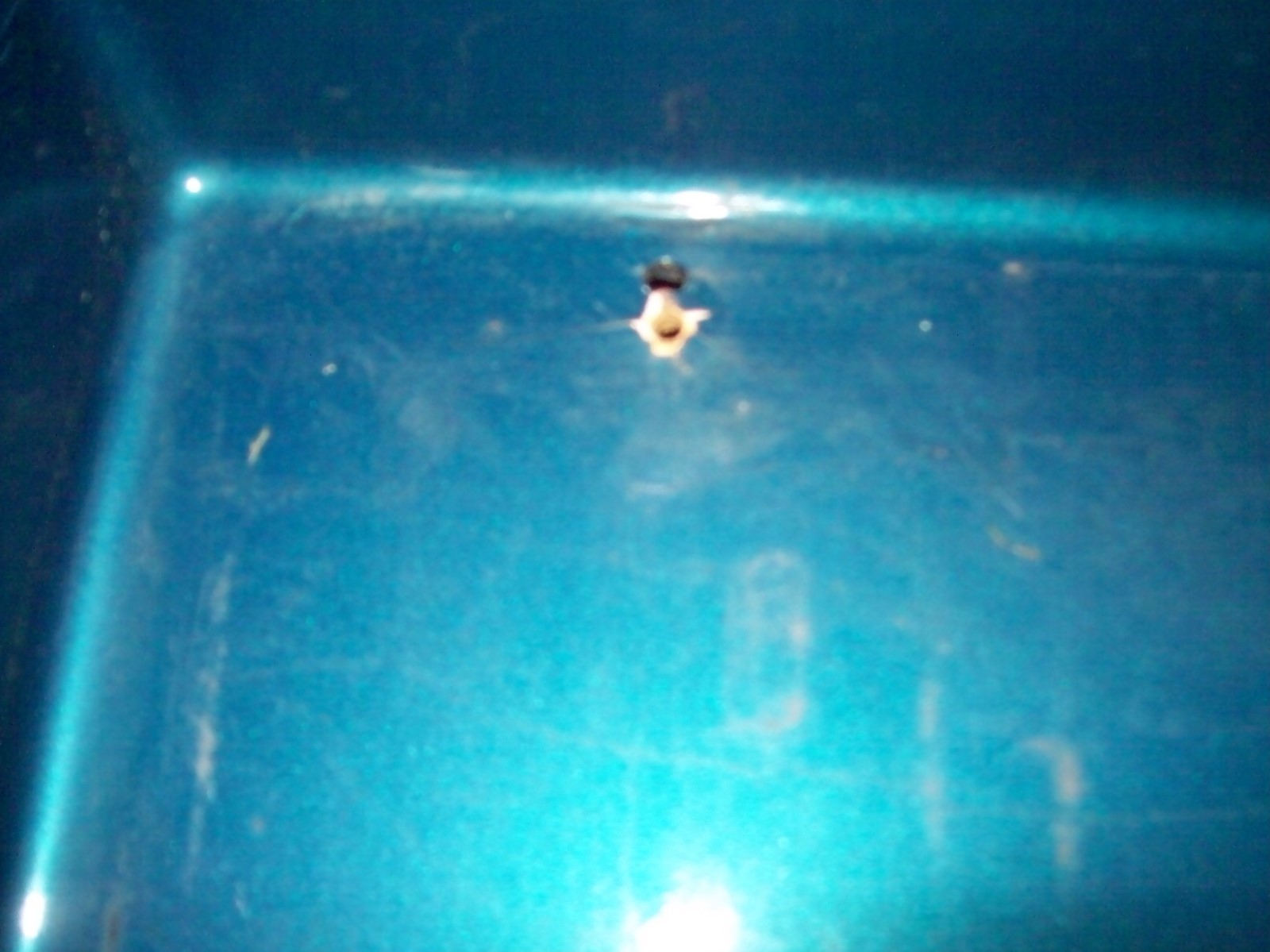 1993 Ford Ranger Roll Pan Fiberglass Rear Bumper eBay