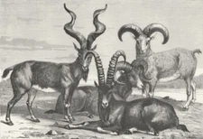 OVIS AMMON. Ibex Siberica-Nahura-Markhov Ram c1885 old antique print picture