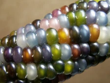 Glass Gem Corn Seeds (100+ seeds) Organic USA Grown