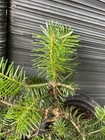 Turkish Fir — photo 3