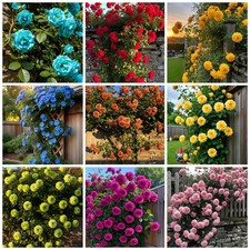 Climbing Rose Seeds for Planting - 300 Mix Climbing Rose Rosa Bush Vine Clim...