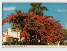 Postcard Royal Poinciana The Flame Tree Florida USA