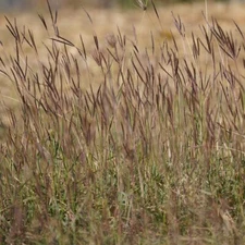 1 Lb Big Bluestem Native Grass Seeds - Everwilde Farms Mylar Seed Packet
