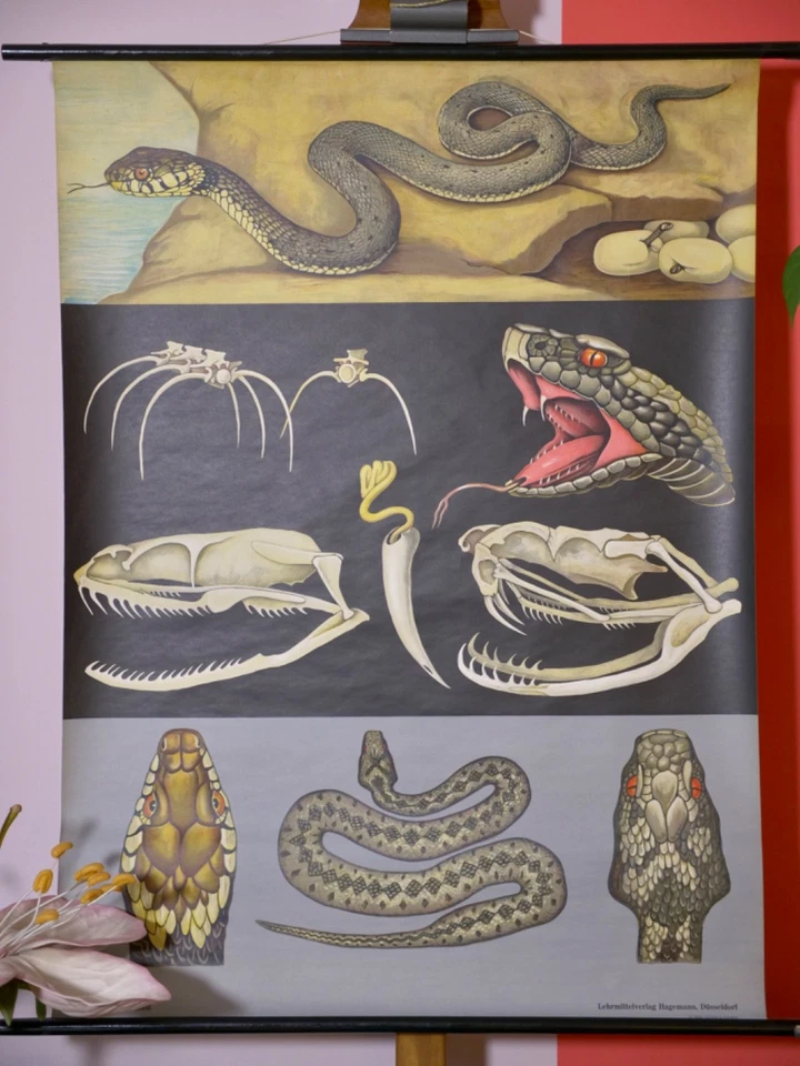 VINTAGE | SCHULWANDKARTE RINGELNATTER NATRIX WANDBILD JUNG KOCH | SCHOOL CHART - Bild 2 von 4