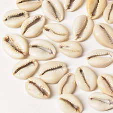 40 Cut Cowrie Shells Congo