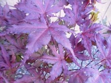 Purple Ghost Japanese Maple Bonsai Tree Seeds - Acer Palmatum - 10 Seeds