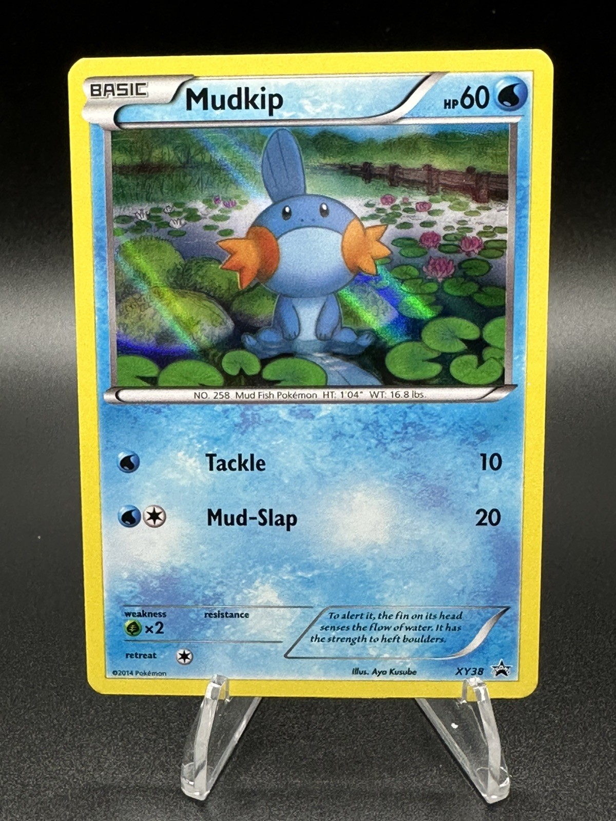Mudkip XY38 XY Holo - NM