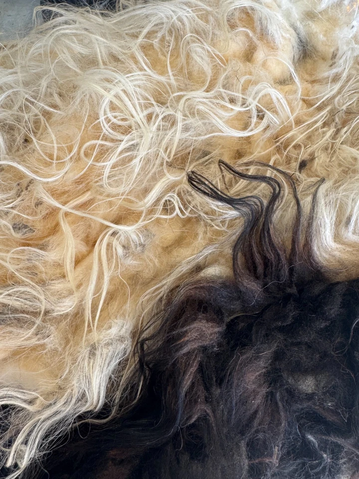 Icelandic Raw Wool Fleece Black & White 2lbs 2 oz - Image 2 of 4