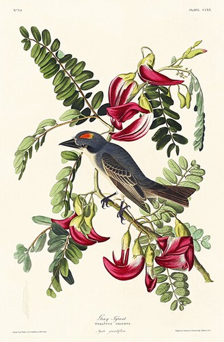 Piping Flycatcher - 1827 - Illustration Mug - Picture 2 of 3
