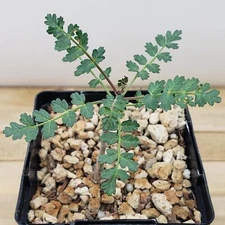 Pachycormus discolor cactus Cacti Succulent real live plant