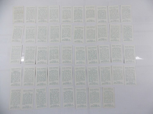 Juego completo 48 tarjetas de cigarrillos Gallaher animales salvajes 1937 - Imagen 6 de 10