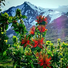 10 Chilean Firebush Tree Seeds Embothrium coccineum Flame Flower Plant RARE!