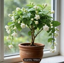 100pcs Jasmine Seeds Balcony Potted Flower Seeds Garden Fragrant Seeds