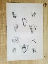 19.5" X 12" W.Fairland Anatomy Engraving Print From 1837(UNIVERSITY OF LONDON)