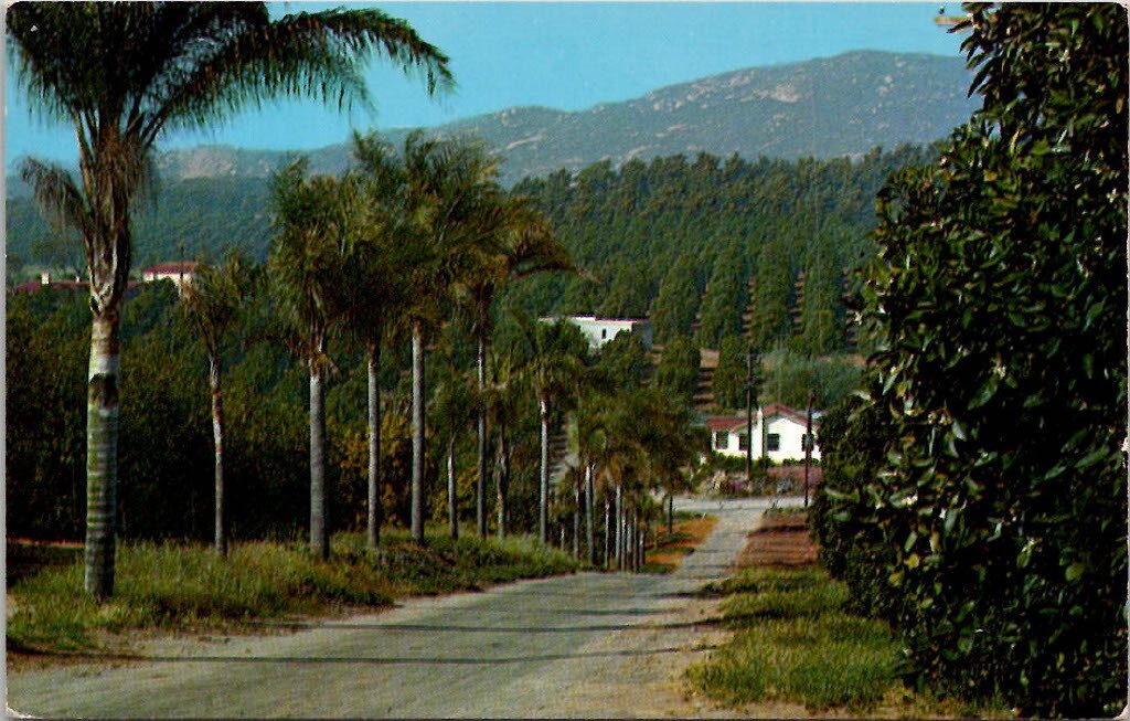 Avocados Oranges & Palm Trees California Vintage Postcard Spc16 | eBay