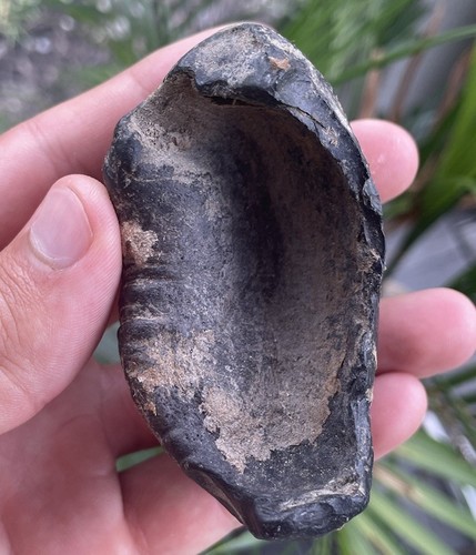 DOLPHIN/WHALE EARBONE FOSSIL CETACEAN ANCIENT FOSSIL - Bild 4 von 6