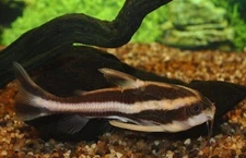 🦴 Striped Raphael Catfish 4" (Platydoras costatus) Peaceful Armor-Plated Beauty