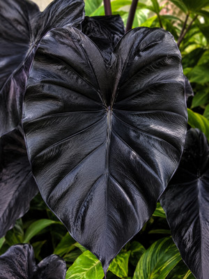 Sale1208 Colocasia Dark black  5 Samen Fensterblatt