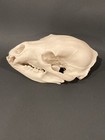 Cruelty Free Black Bear Skull — photo 3