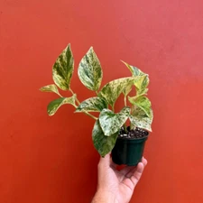 Marble Queen Pothos in 4" Pot | Live Devils Ivy Vine | Well Rooted | Starter Pla