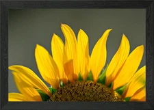 Close-up of a vibrant sunflower Framed Wall Art Poster Canvas Print Picture