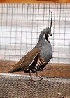 6 Mountain Quail Hatching Eggs