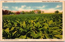 Postcard KY Tobacco Field in Old Kentucky