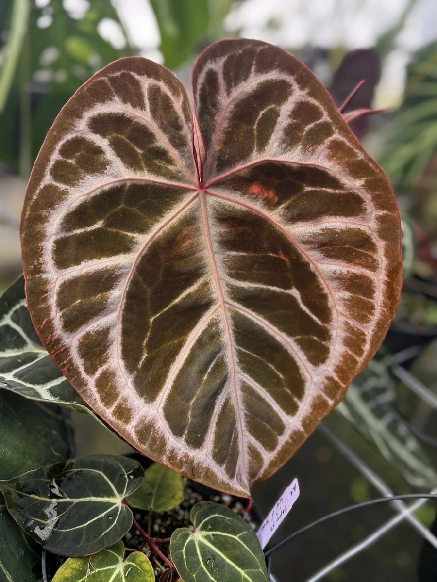 XXL. Unique Anthurium NSE RED X BLACK WIDOW MICHELLE HYB | eBay