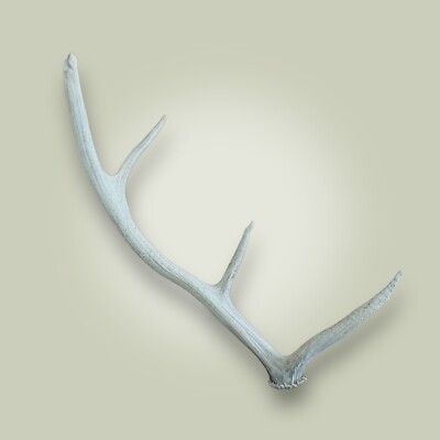 Home Decor Elk Antler Shed Single 4 Point Grade B 26'' Long