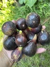 Kathleen's Black Cutting, At Least 3 Nodes and Over 8 Inches Long