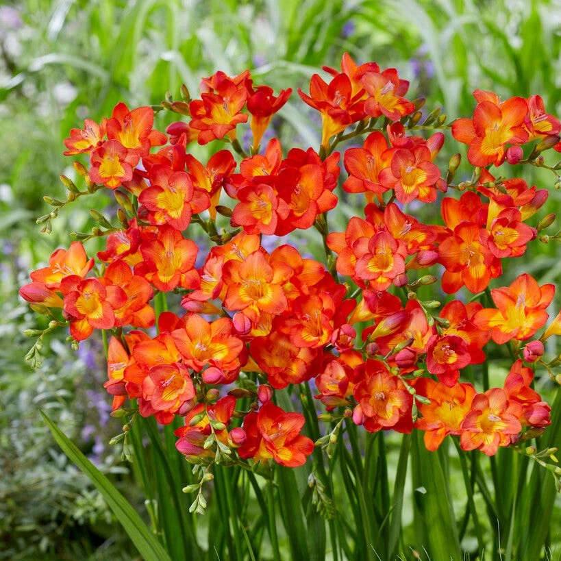 Easy to Grow Bulbs Freesia Bulbs - Thumbnail 2