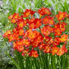 Easy to Grow Freesia Single Bicolor 15 Plant Bulbs, Spring