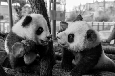 Two Lovely Pandas In The Zoo interior Design D?cor Art Indoor - POSTER 20x30