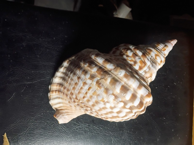 Tritons Trumpet Horn Seashell Charonia Tritonis Sea Shell Ocean Conch 