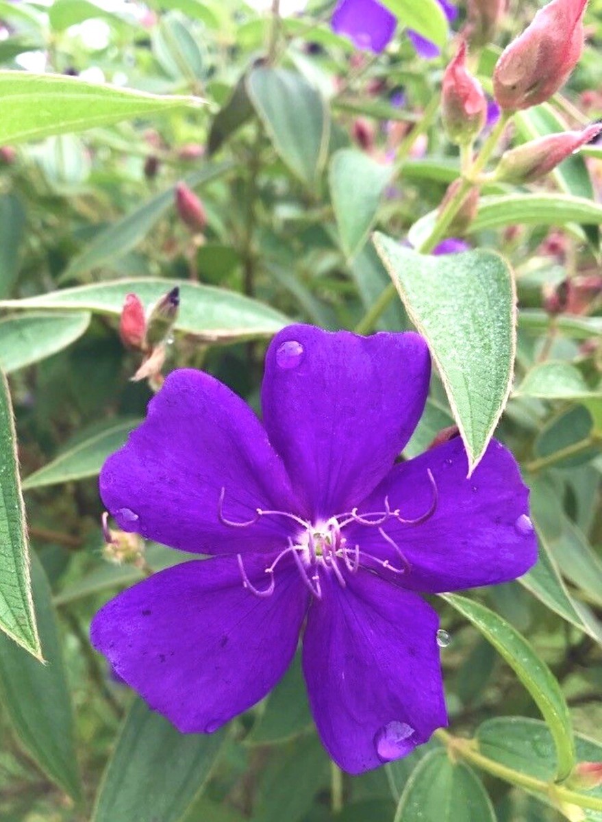 Princess Flower, Pleroma Urvilleanum, Tibouchina Urvilleana- 500 seeds  2026- USA | eBay