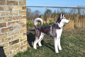 husky stuff