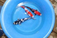 Lot Of 3 Qty - 12-13  Assorted HQ JAPANESE Koi live fish standard fin A1koi