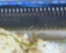 LIVE Microworm Starter Culture - Live Fish Food for Fry  Bettas Free Ship 