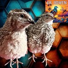 36 Coturnix Quail Fertile Hatching Eggs, Npip Certified Game Farm
