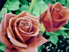 6 SEEDS FRAGRANT LARGE CHOCOLATE BROWN COLOR ROSE FLOWER SEED USA TEXAS SELLER