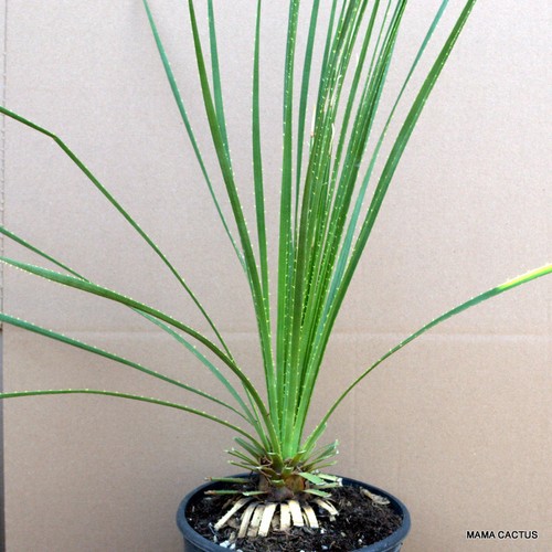 A899 DASYLIRION SERRATIFOLIUM olla 20 cm H 6 cm W 5,5 cm MaMa Cactus - Imagen 2 de 5