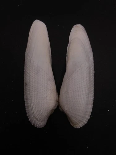Pholas orientalis angel wing sea shell 126mm. Full mud clam #17078