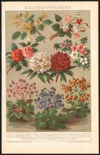 1897 Original Lithograph Cyclamen Camellia Botanical Flowers