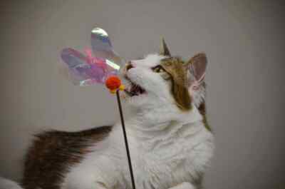 Necoichi - Crinkly Critters Flattery Fish Katzenstab