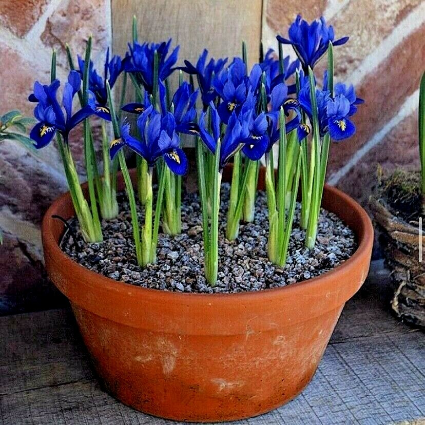 100 DWARF IRIS BULBS 'RETICULATA' SPRING FLOWERING GARDEN PLANTS FLOWER