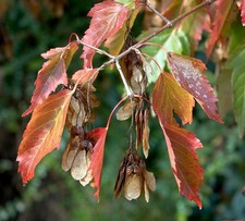 Samen vom FEUERAHORN Baum Bonsai der Garten erstrahlt in herbstlichen Rot