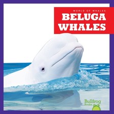 Beluga Whales by Katie Chanez (English) Hardcover Book