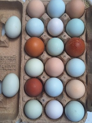 12+ Hatching Eggs Fertilized Ameraucana Easter Egger Olive Egger Eggs 