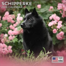 Schipperke Calendar 2026 - Dog Breed Wall Calendar - Made in the USA!