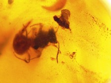 Fossil Burmese Amber Insect Ant Cretaceous 100 Million Years Old